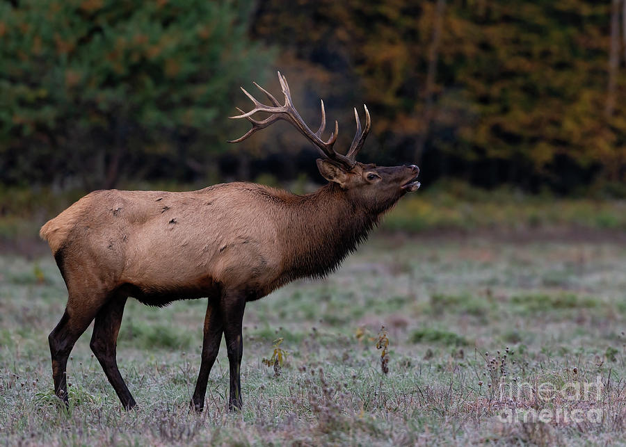 1dx Photograph - Elk of Benezette by Joshua Clark 1dx Photograph - Elk of Benezette by Joshua Clark