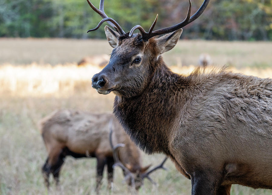 Wildlife Photograph - Elk Of Cataloochee Valley by Mark Papke