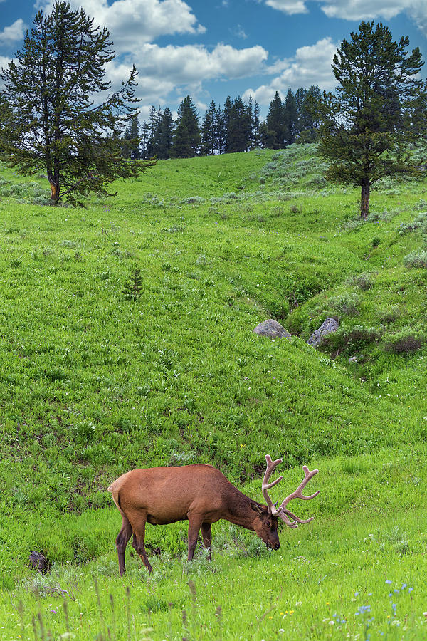 Elk on the Hillside Photograph by Tim Stanley