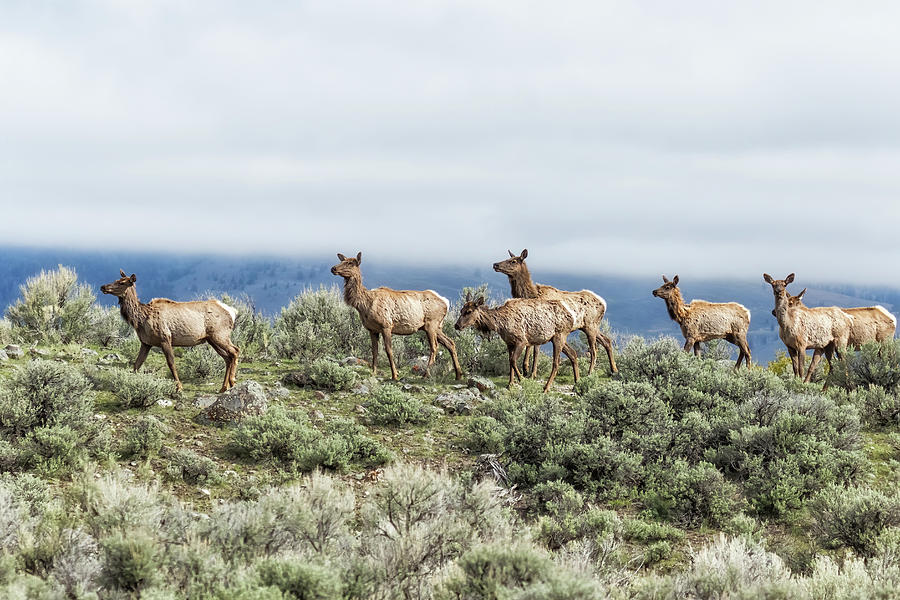 Elk on the Ridge, No. 1 Photograph by Belinda Greb