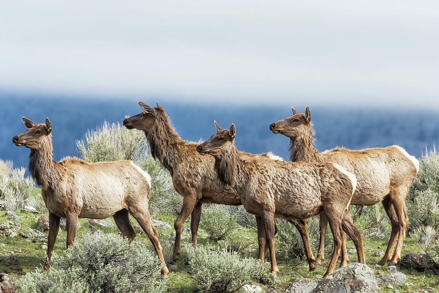 Elk on the Ridge, No. 2 Photograph by Belinda Greb