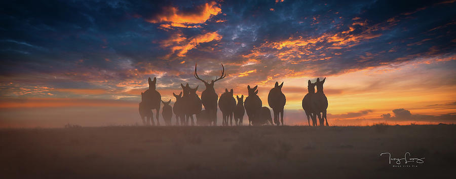 Animal Photograph - Elk on The Run by Tony Lopez