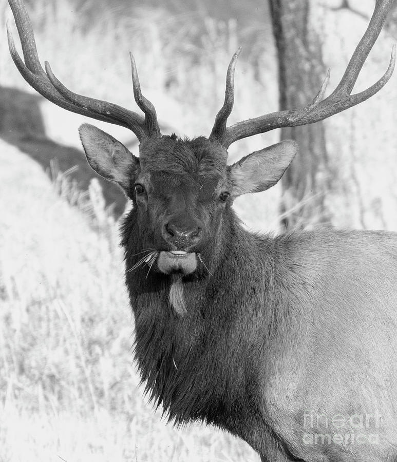 Elk Portrait In Black And White Photograph