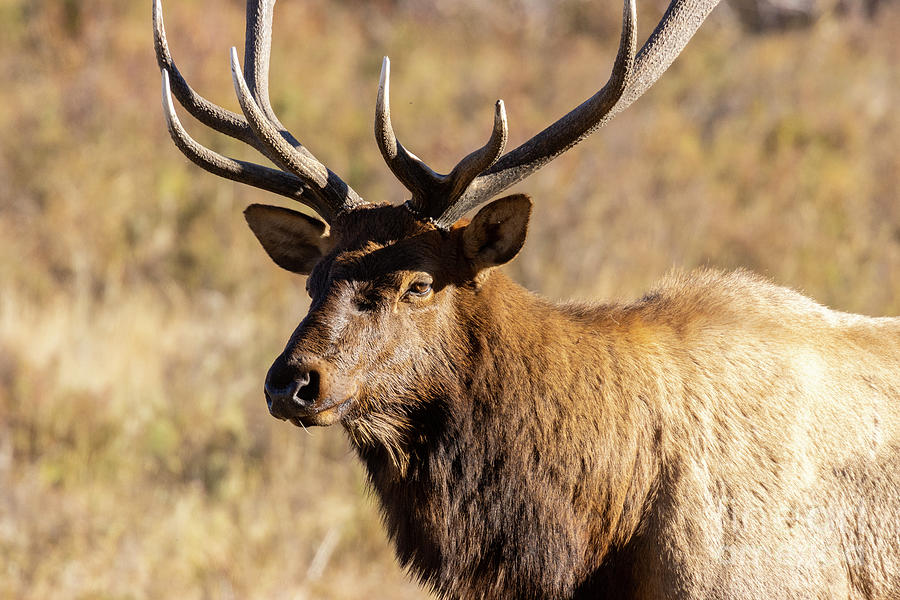 Elk Portrait in Rocky Mountain National Park Photograph by Steven Krull