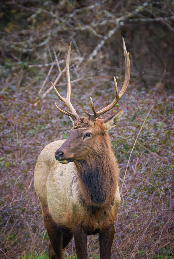 Elk Portrait Photograph by Loree Johnson