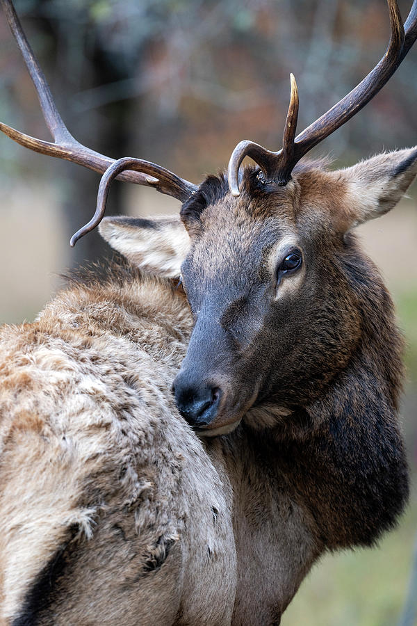 Elk Portrait Photograph by Mark Papke