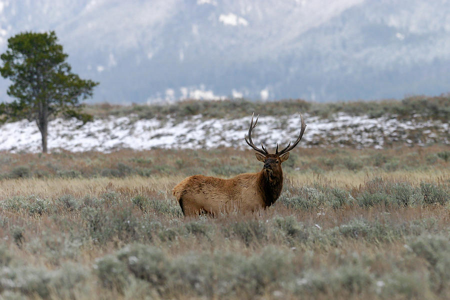 Elk Pose Photograph by Ronnie And Frances Howard