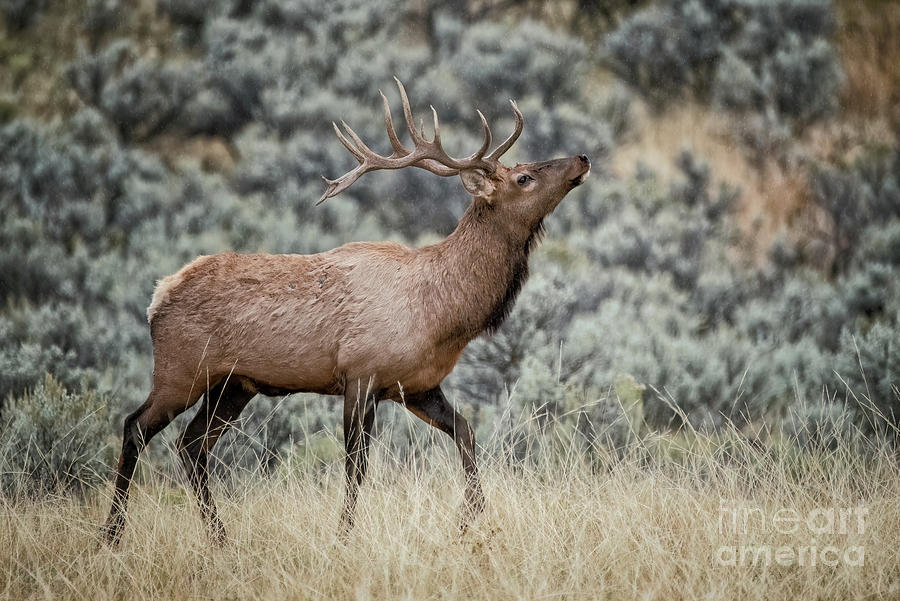 Elk Prancing In Meadow Photograph by Al Andersen