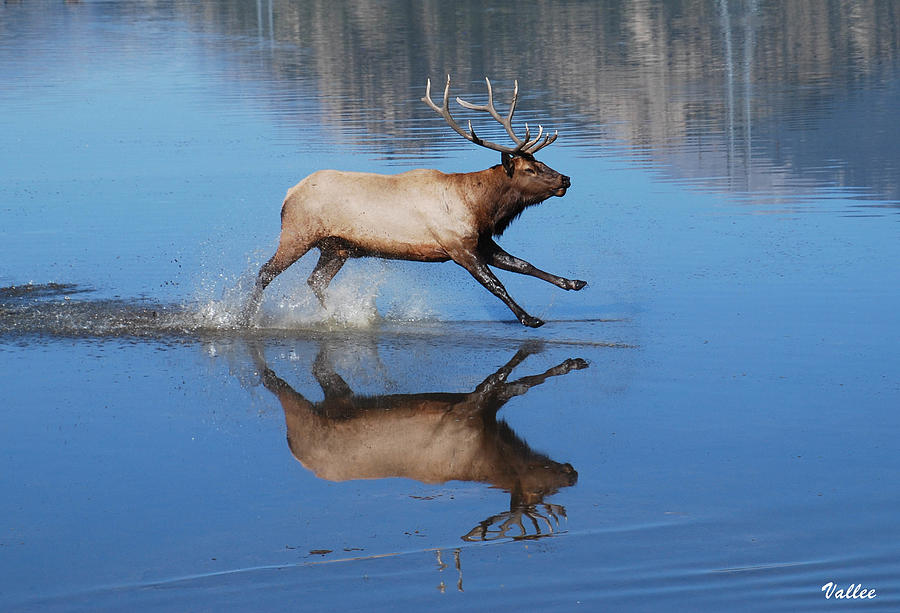 Elk Reflection Photograph by Vallee Johnson