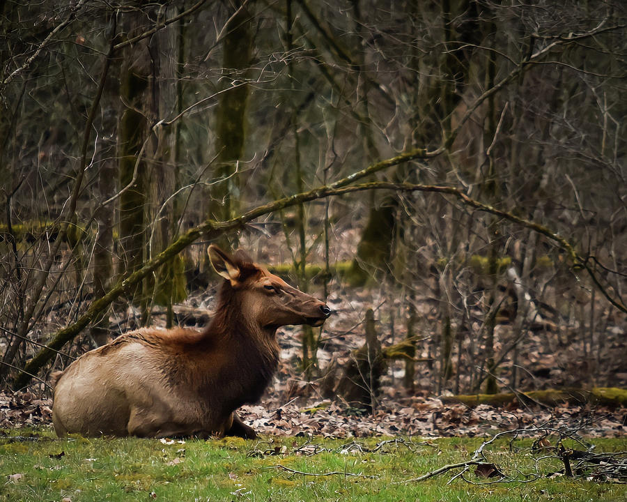 Elk Relaxing Photograph by Rick Nelson