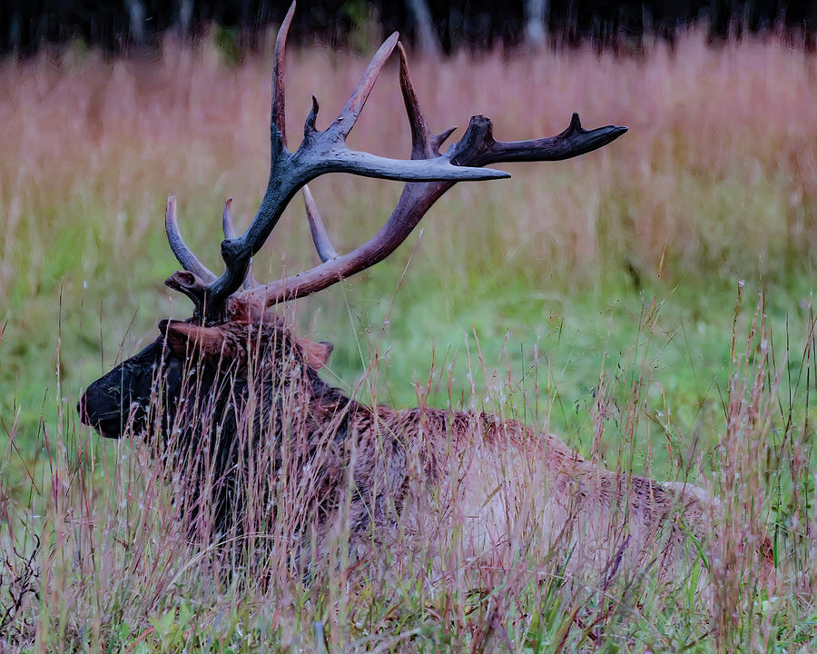 Elk Photograph - Elk resting 2 by Flees Photos