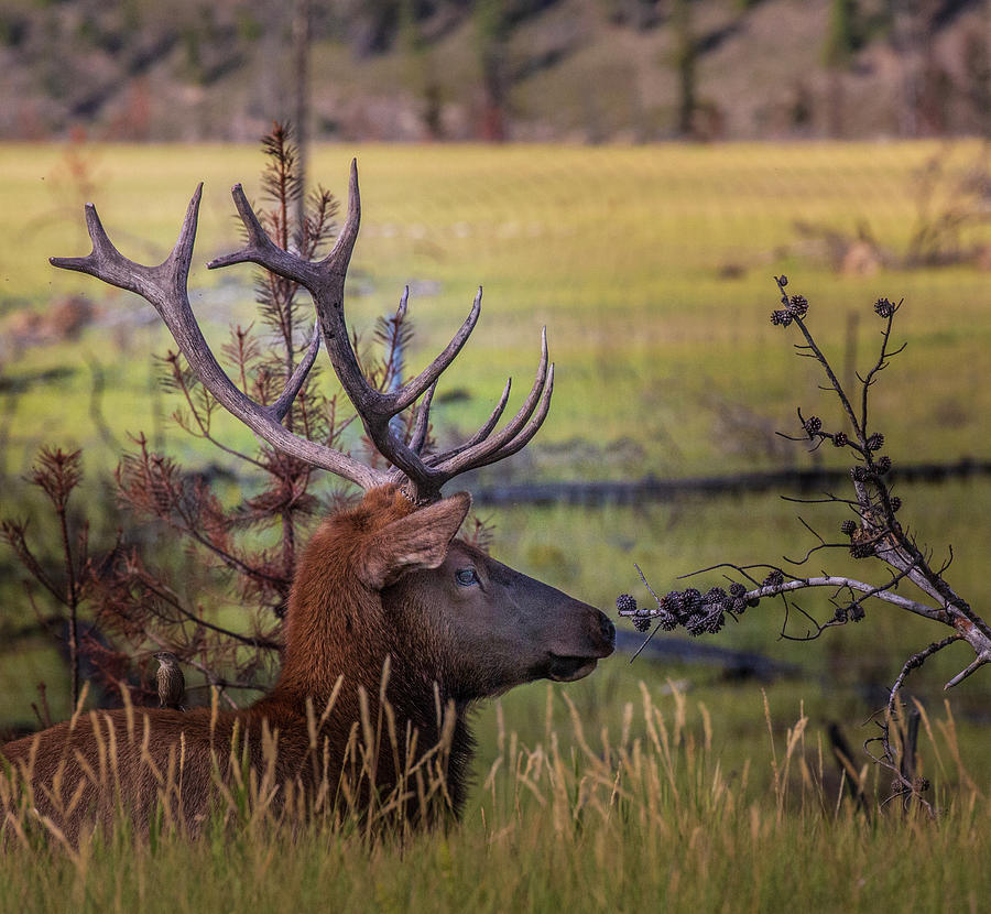 Bull Elk Resting in Jasper National Park, Canada by Ronald Santini Bull Elk Resting in Jasper National Park, Canada by Ronald Santini