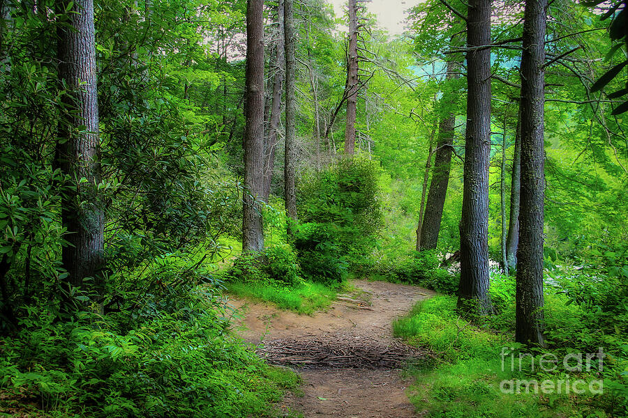 Elk River Trail Photograph by Shelia Hunt