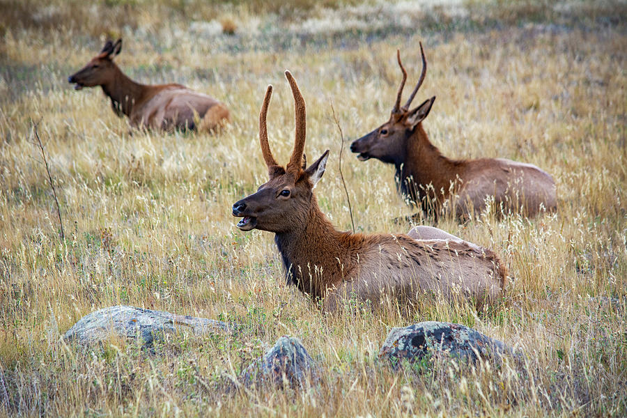 Elk Rocky Mountain National Park Photograph by Kyle Hanson