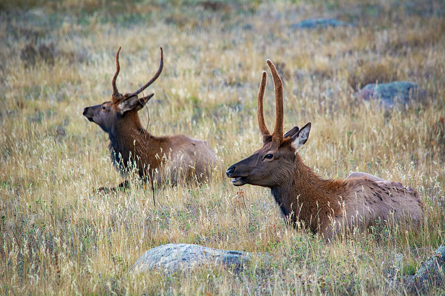 Elk Rocky Mountains Photograph by Kyle Hanson