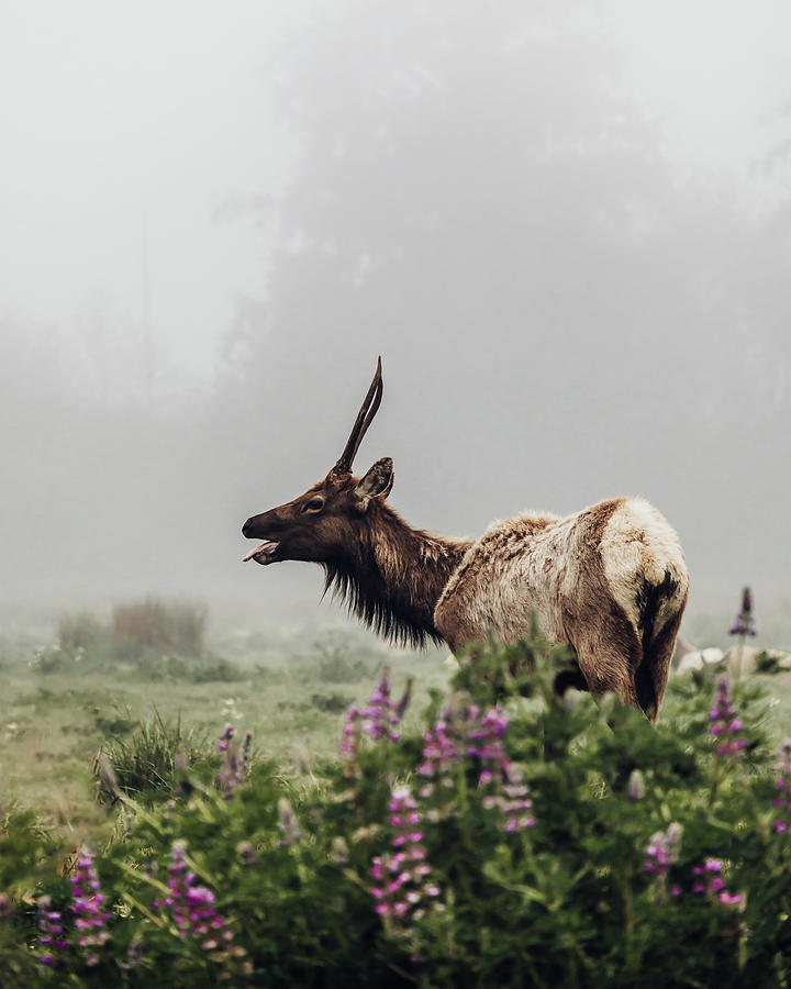 Deer Photograph - Elk Says Yuck by Bella B Photography
