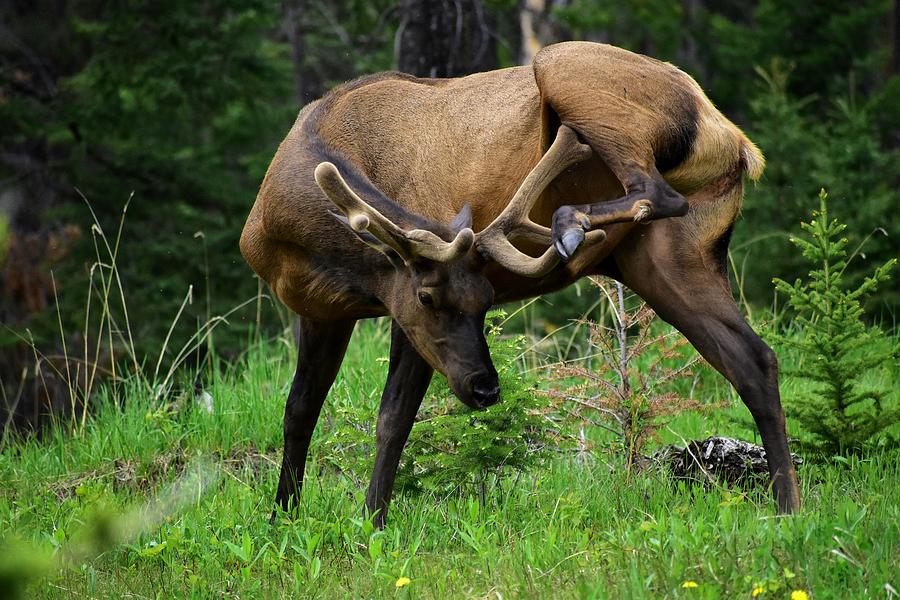 Elk Scratching Photograph by Marta Pawlowski