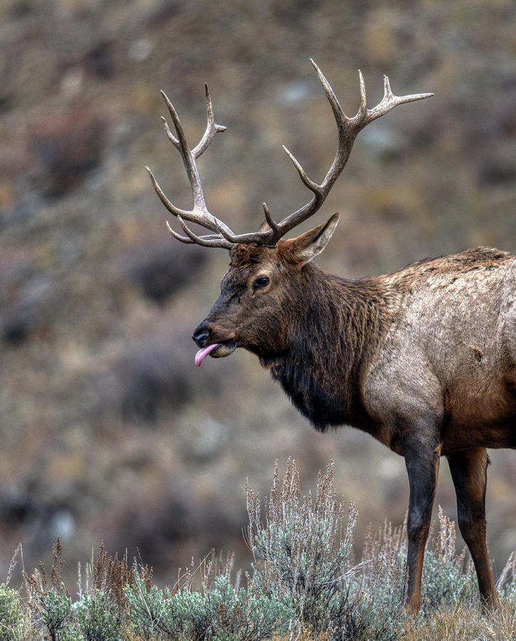 Elk Showing Off Photograph by Paul Freidlund