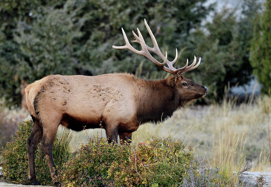 Elk Side view Photograph by Paul Freidlund