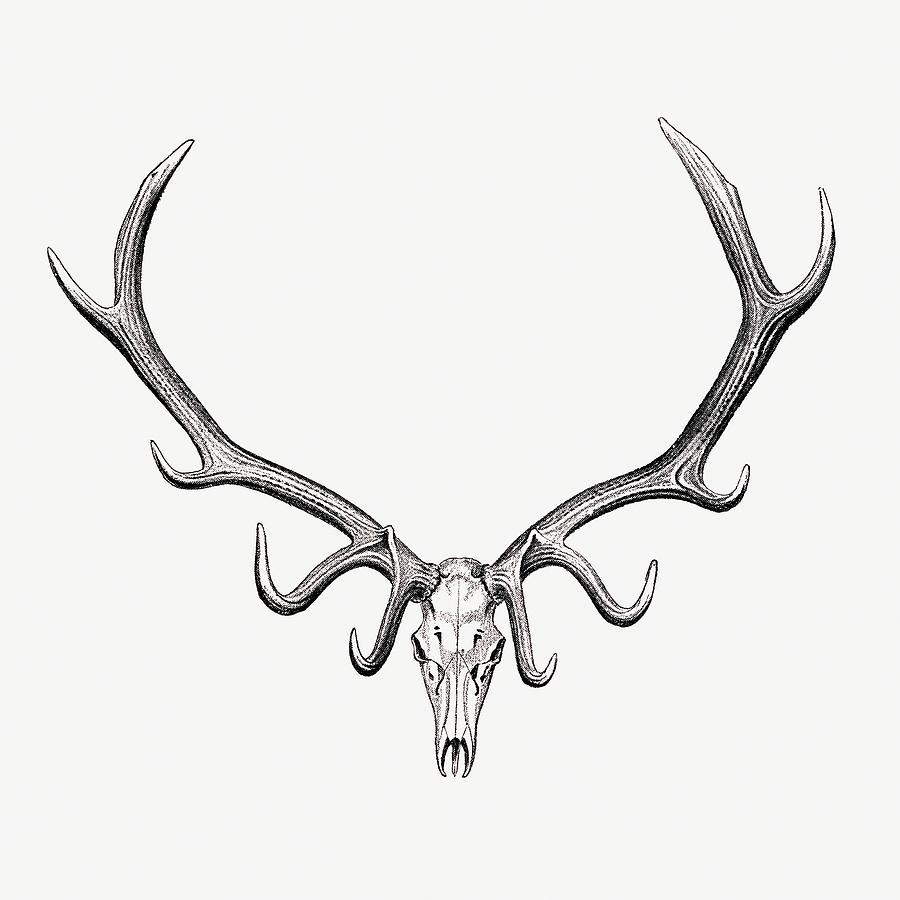 Elk skull drawing, wildlife print, The Great and Small Game of India by