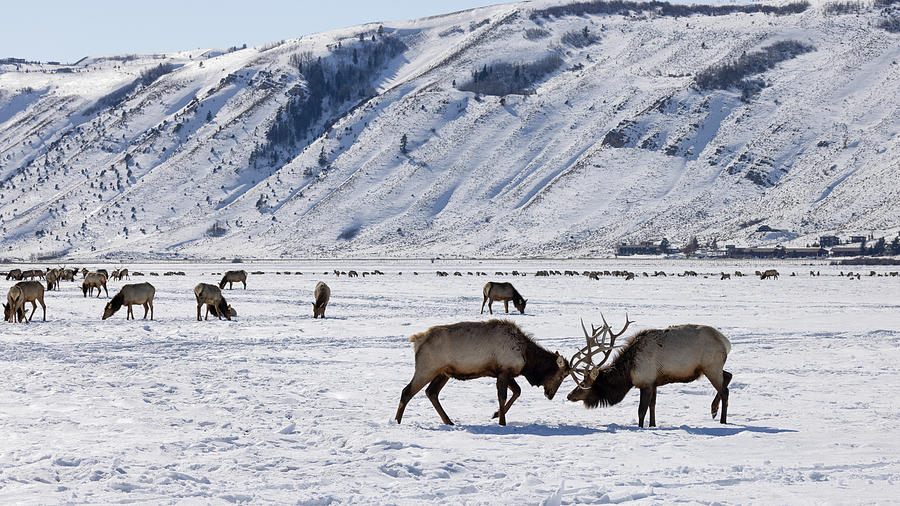Elk Sparring Session Photograph by Cheryl Strahl Elk Sparring Session Photograph by Cheryl Strahl
