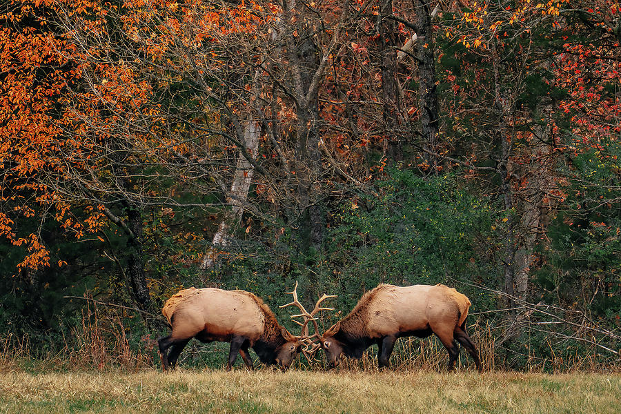 Wildlife Photograph - Elk Sparring under Autumn Color in Boxley Valley, Arkansas by Jeff Rose