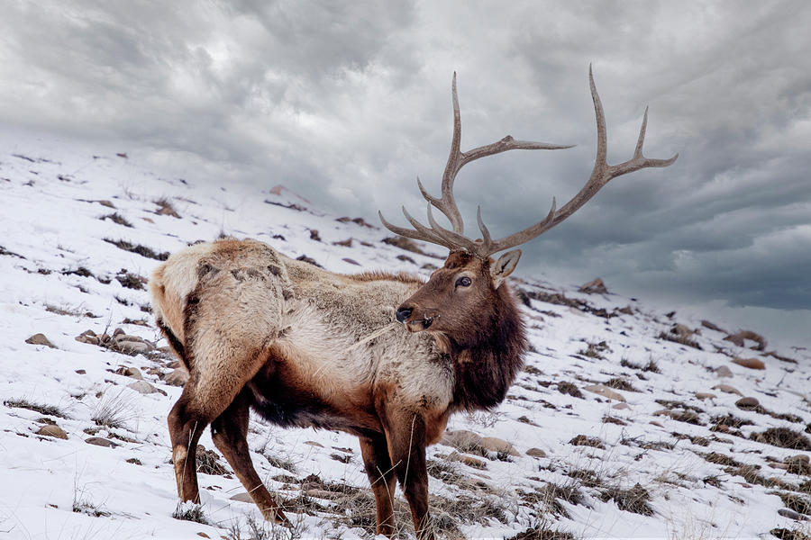 Elk Storms Photograph by TechieWoodsman Photography - Fine Art America