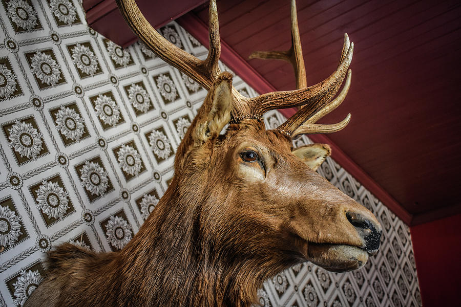 Elk Taxidermy Colorado Photograph by Kyle Hanson