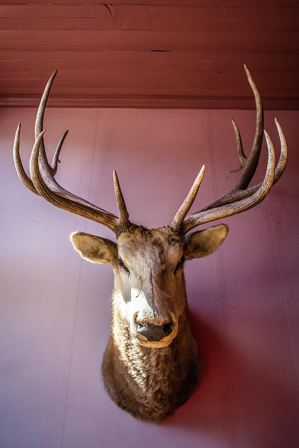 Elk Taxidermy Photograph by Kyle Hanson