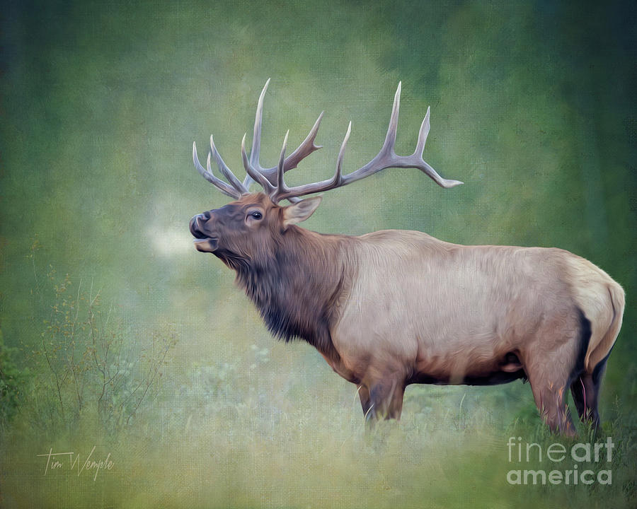 Elk Digital Art by Tim Wemple