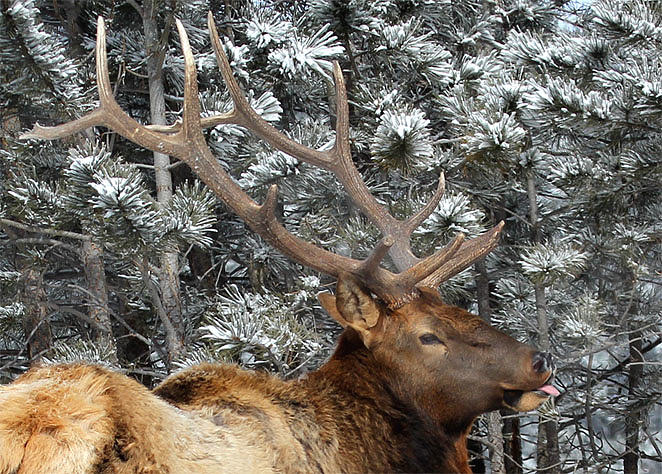 Elk Tongue Photograph by Ron Mikelson | Fine Art America