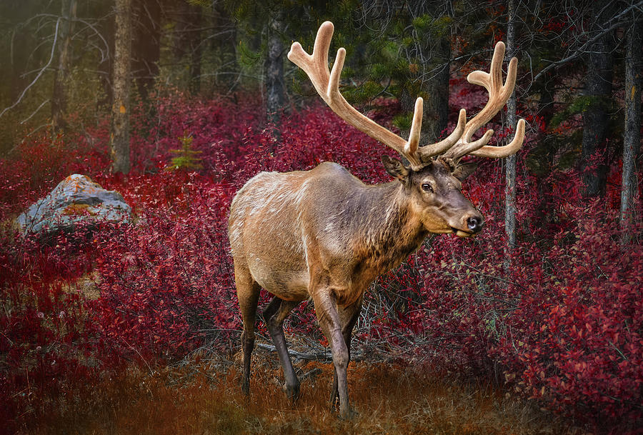 Elk Photograph by Tracy Munson