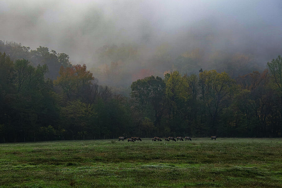 Elk under the Foggy Fall Forest Photograph by Lee and Renee Walsh Elk under the Foggy Fall Forest Photograph by Lee and Renee Walsh