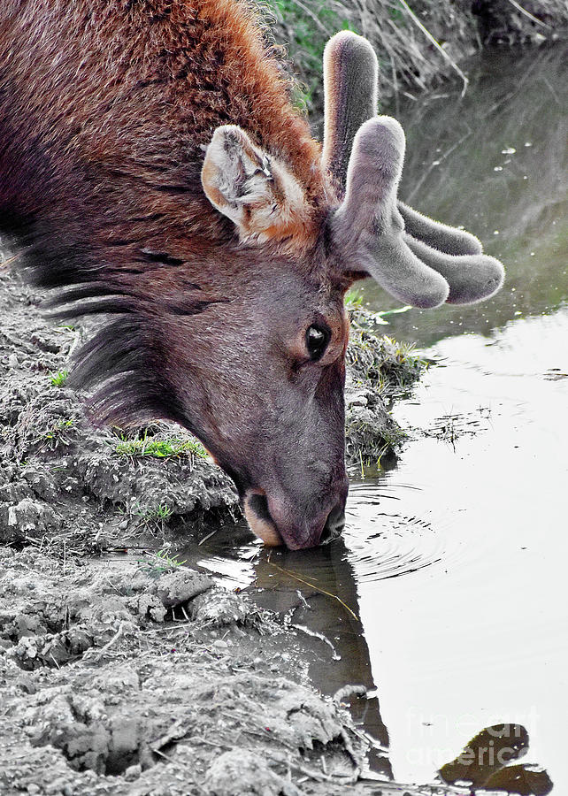 Wildlife Photograph - Elk Velvet Reflection by Linda Brittain