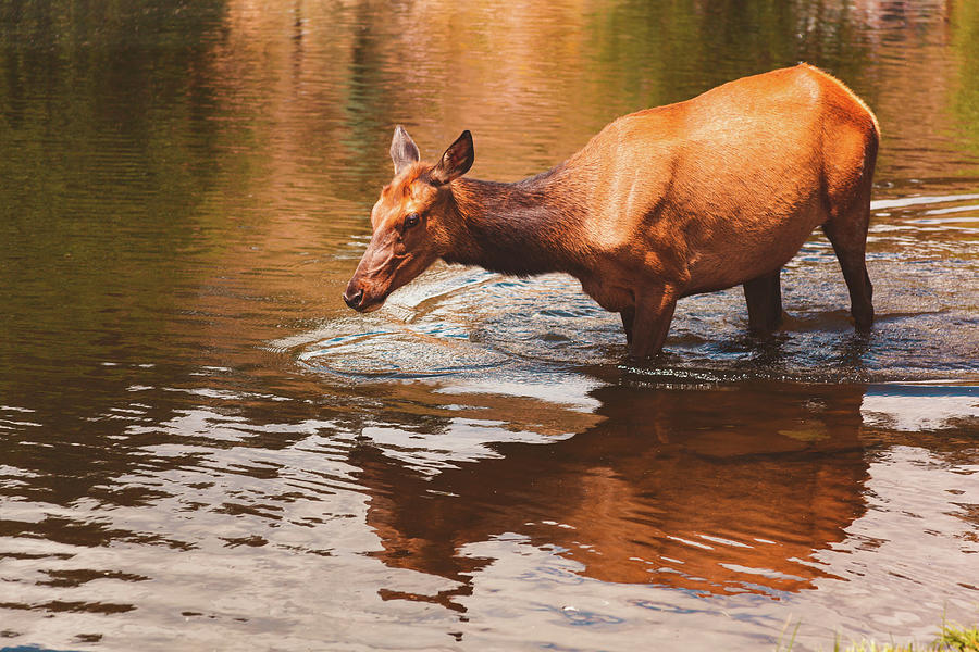 Elk Walking Through Water Photograph by Jeanette Fellows