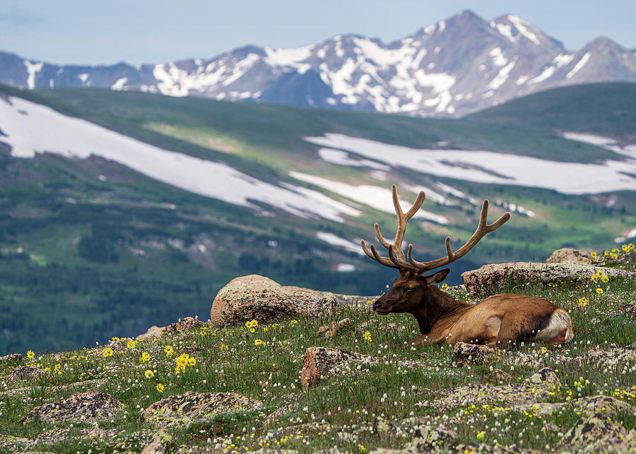 Elk with a View Photograph by Eric Wellman - Fine Art America