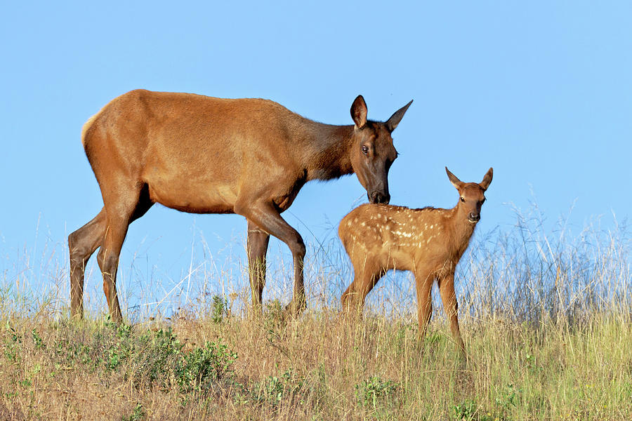 Elk with Calf on Ridge Photograph by Jack Bell