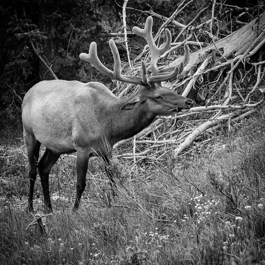 Elk with Velvet Antlers BW Photograph by Belinda Greb
