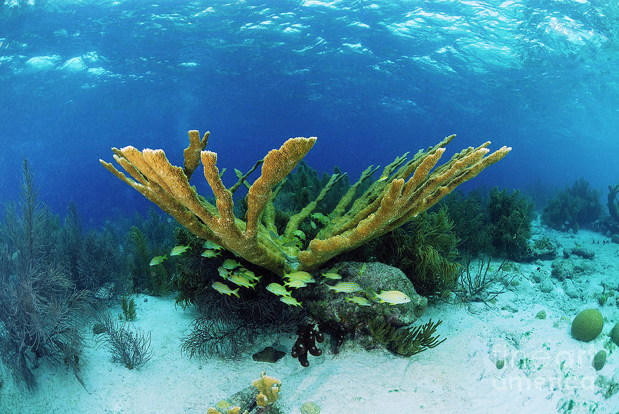 Elkhorn Coral Photograph by Hans Leijnse Elkhorn Coral Photograph by Hans Leijnse