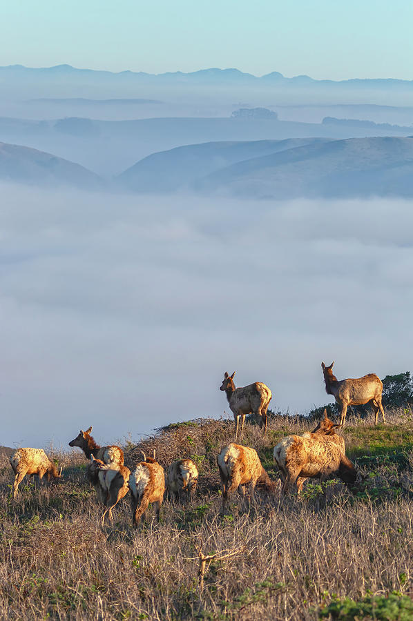 Elks At The Bay Photograph by Jonathan Nguyen