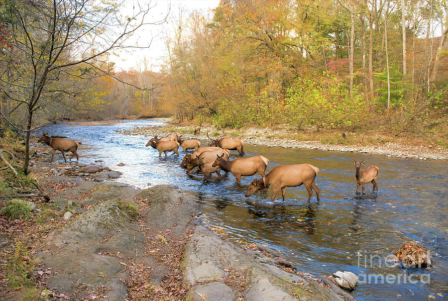 Elks In Oconaluftee River, Autumn At Great Smoky Mountains Photograph by Felix Lai
