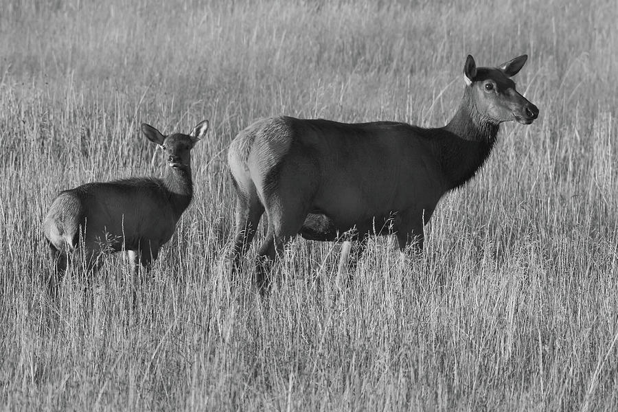 Elks Yellowstone National Park Black And White Photograph by Ram Vasudev