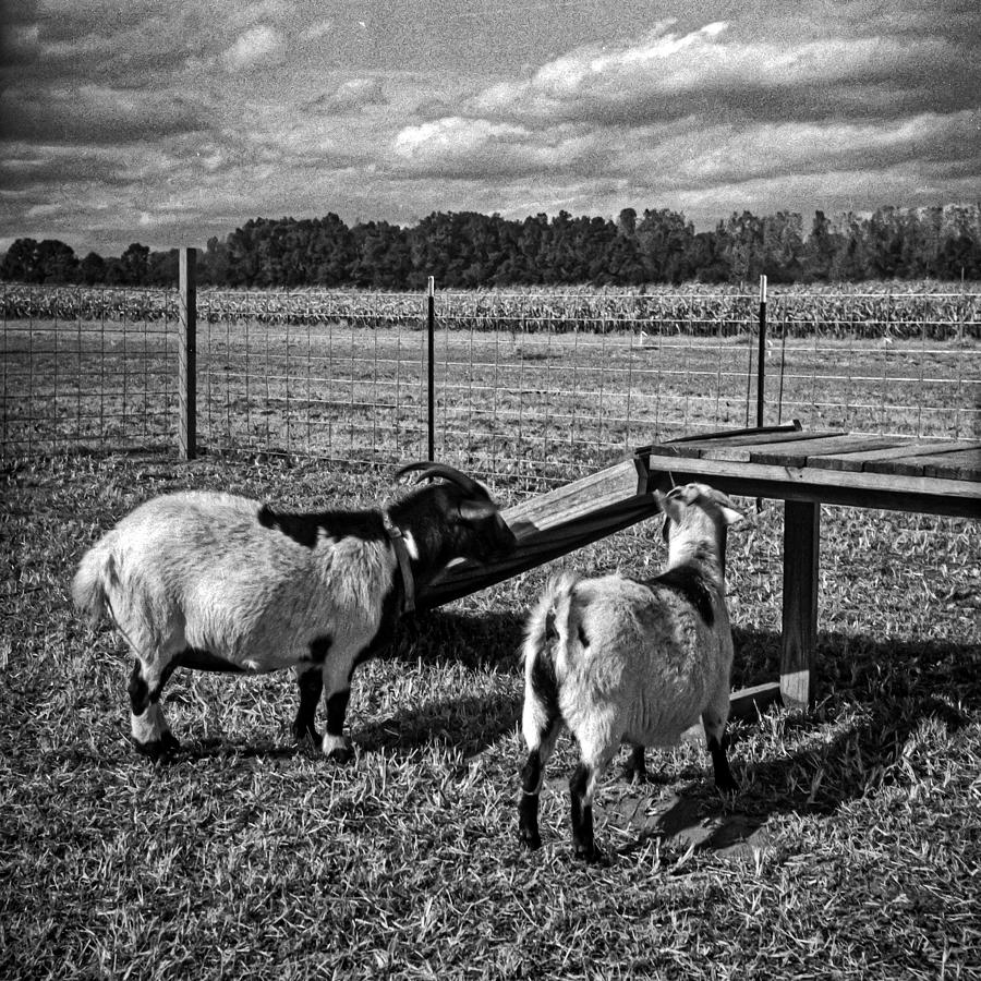 Ellison's goats Photograph by Jonathan Miller - Fine Art America