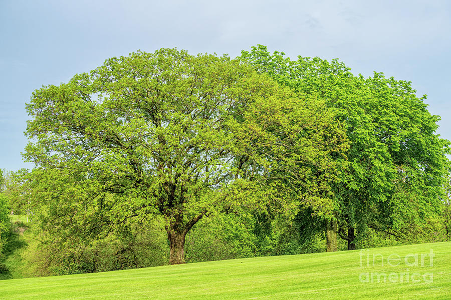 Tree Photograph - Elm And Oak Trees On A Hill by Jennifer White