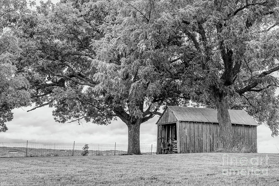 Black And White Photograph - Elm Trees And An Old Shed Grayscale by Jennifer White