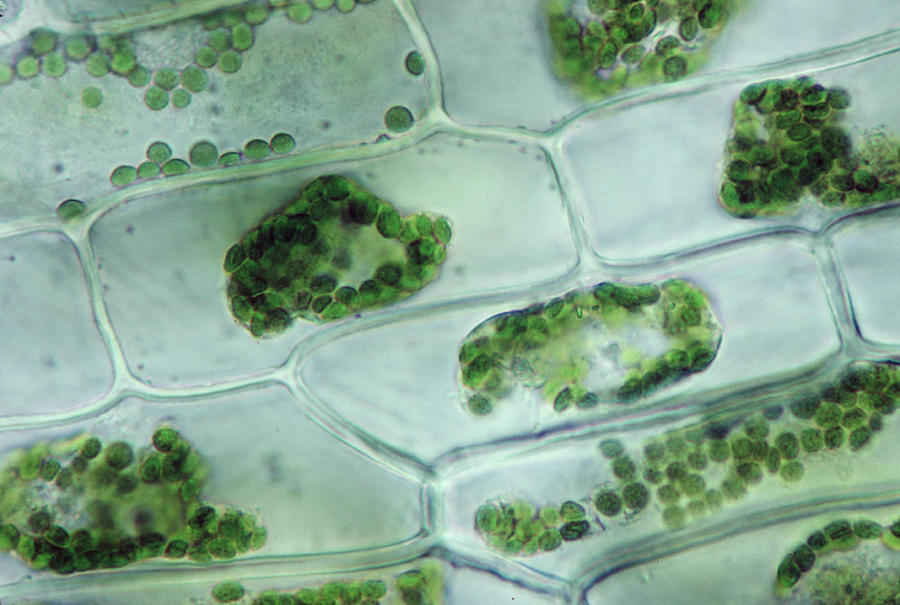 ELODEA. PLASMOLYSIS CELLS, EXPOSED TO 5% NACL . PROTOPLAST HAS SHRUNK. CELL LOST H2O. 250X at 35mm. CELL MEMBRANE IS NOW SEPARATED FROM THE CELL WALL. Photograph by Ed Reschke