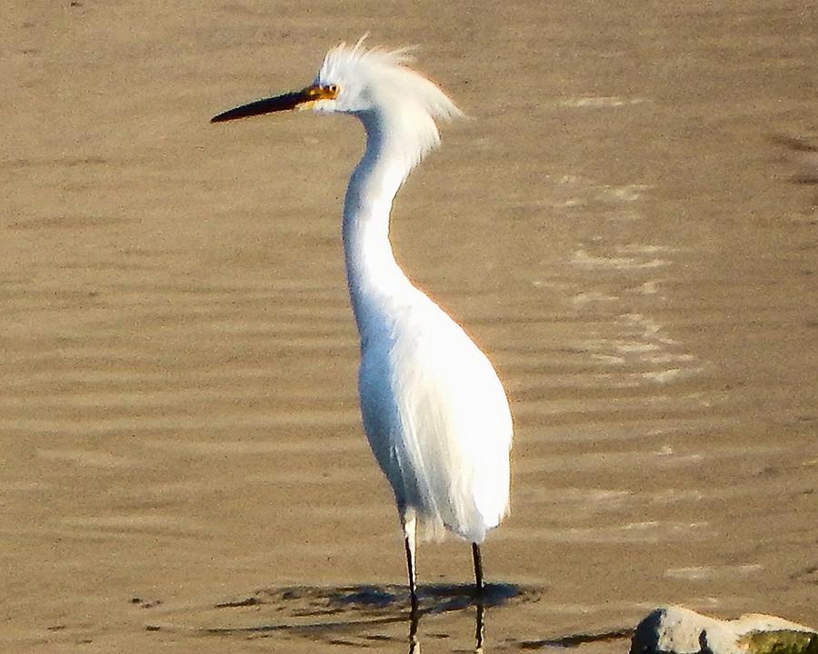 Elon the Egret Photograph by Andrew Lawrence