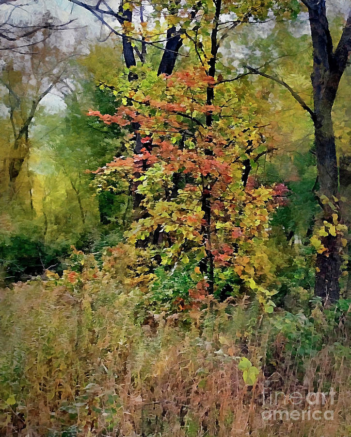 Eloquence Of Autumn Photograph by Cedric Hampton