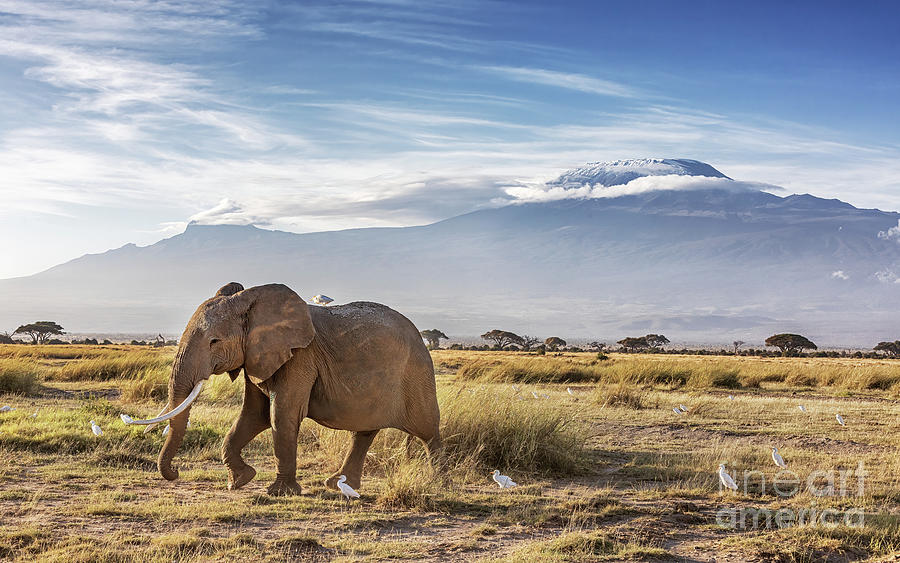 Elpephant and cattle egrets infront of Mount Kilimanjaro, Amboseli National Park Photograph by Jane Rix