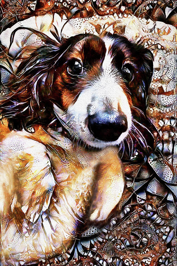 Elphie the Longhaired Dachshund Digital Art by Peggy Collins